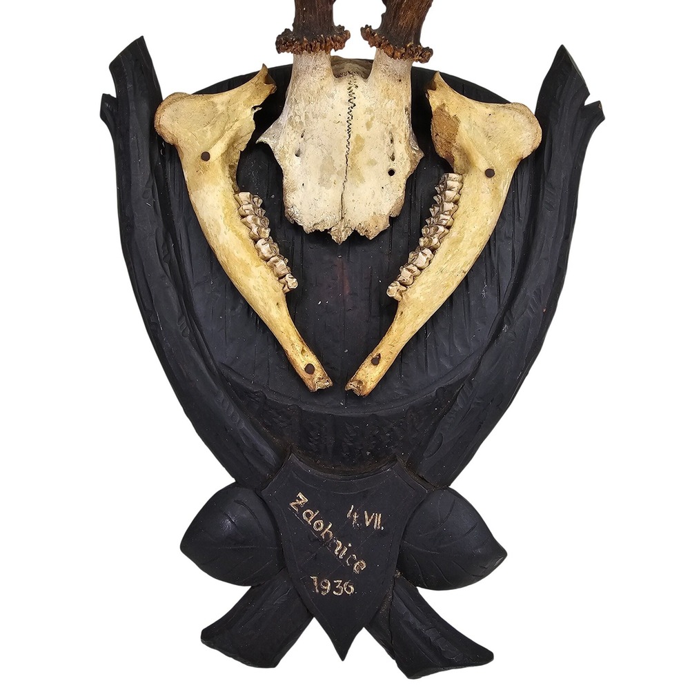 Large 17in Vintage 1936 Roe Deer Black Forest Antler Taxidermy Zdobnice Plaque